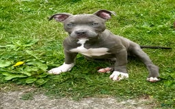 American Bully dogs for sale: Moon - Image 1