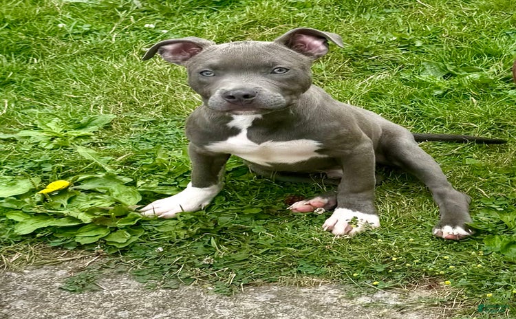 American Bully dogs for sale - Ad 5