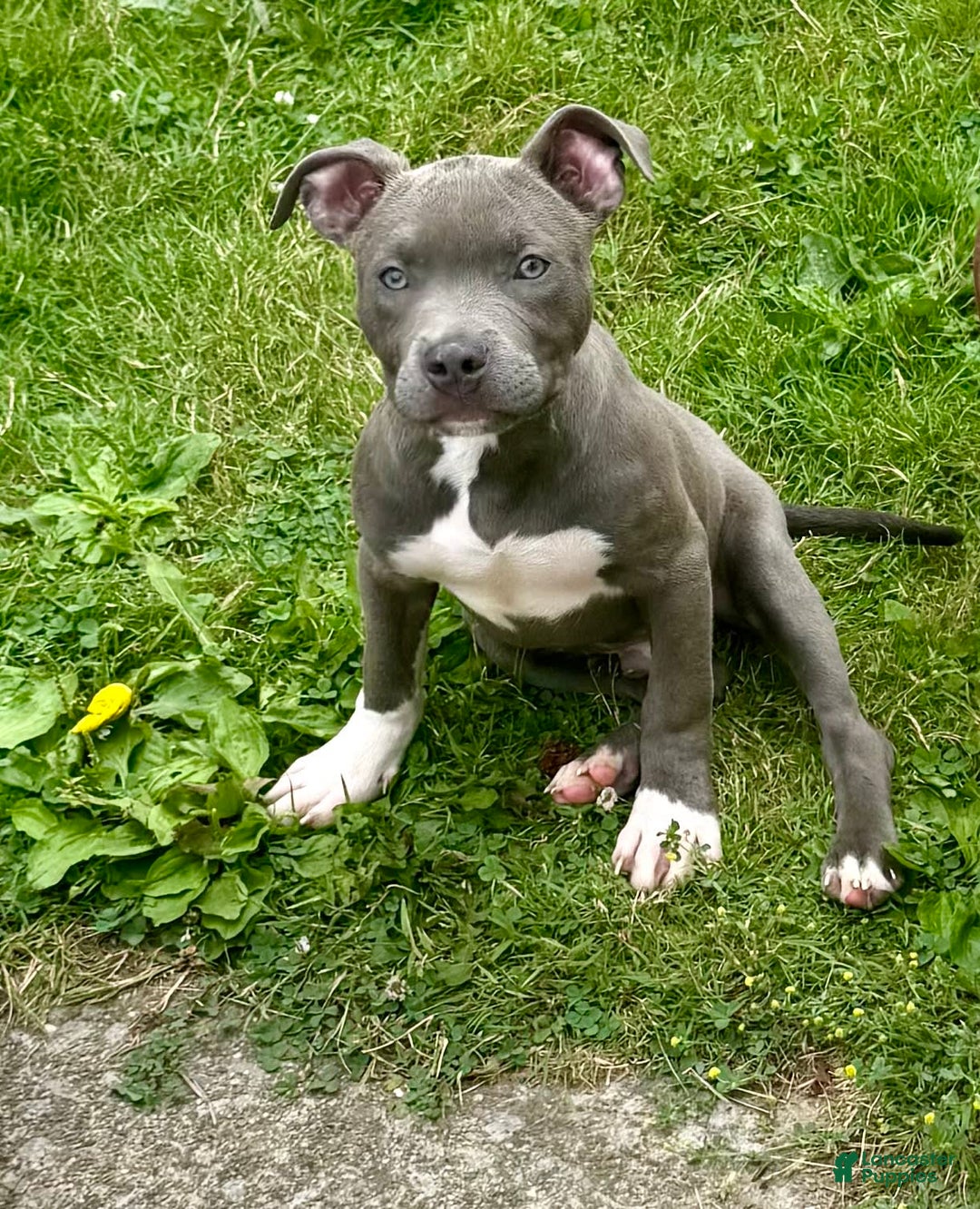 American Bully dogs for sale: Moon - Image 1