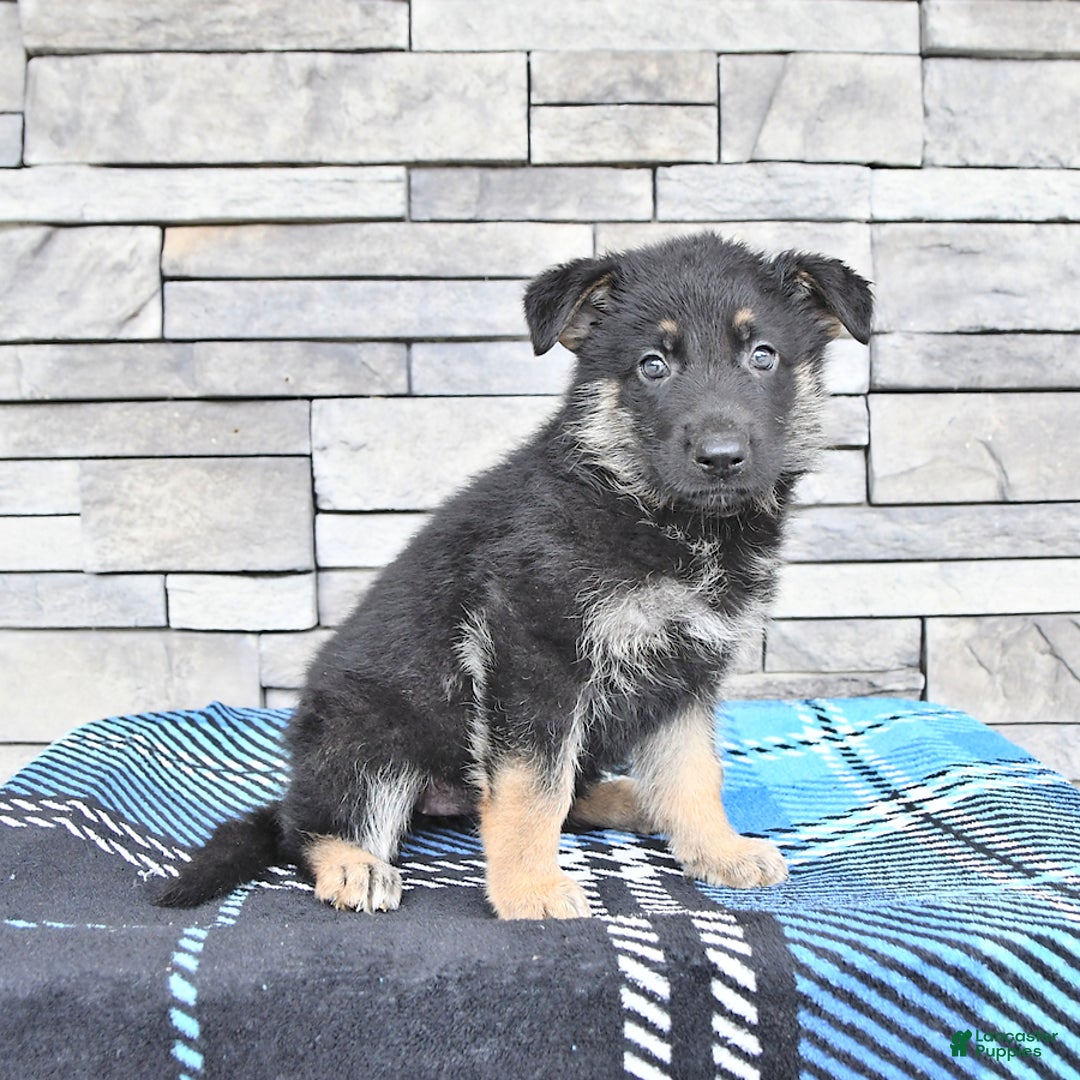 German Shepherd dogs for sale: Skyler - Image 2