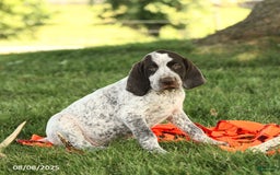 German Shorthaired Pointer dogs for sale: Braden AKC - Image 2