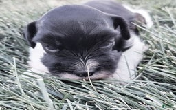 Miniature Schnauzer dogs for sale: Maggie Moo The AKC Parti Pup - Image 1