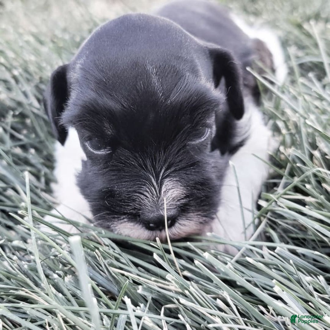 Miniature Schnauzer dogs for sale: Maggie Moo The AKC Parti Pup - Image 1