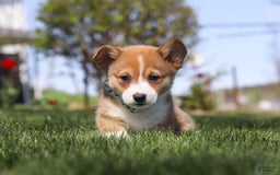 Welsh Corgi Pembroke dogs for sale: Diamond - Image 11