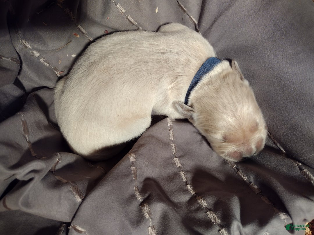 Golden Retriever dogs for sale: Peter - Image 16