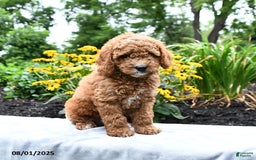 Cockapoo dogs for sale: Fred - Image 3