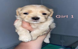 Cavapoo dogs for sale: Female 1 Brunos Girls Twin - Image 6