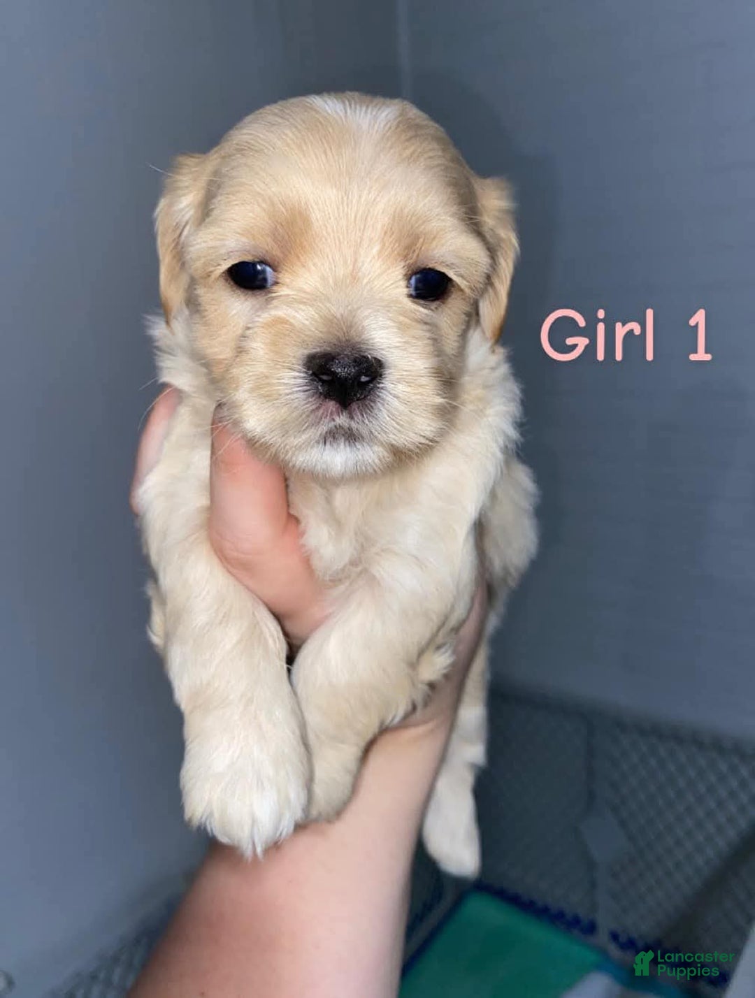 Cavapoo dogs for sale: Female 1 Brunos Girls Twin - Image 6