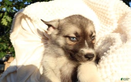 Gerberian Shepsky dogs for sale: Korra - Image 9