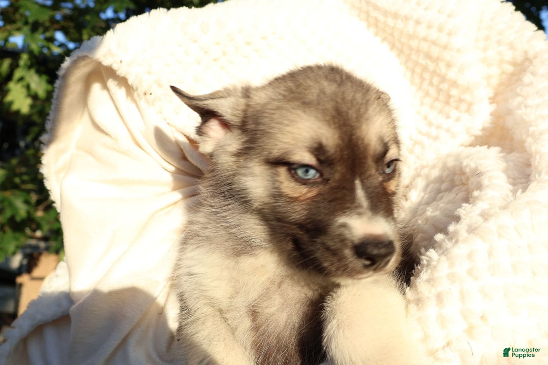 Gerberian Shepsky dogs for sale: Korra - Image 9