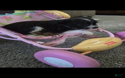Boston Terrier dogs for sale: Mason - Image 7