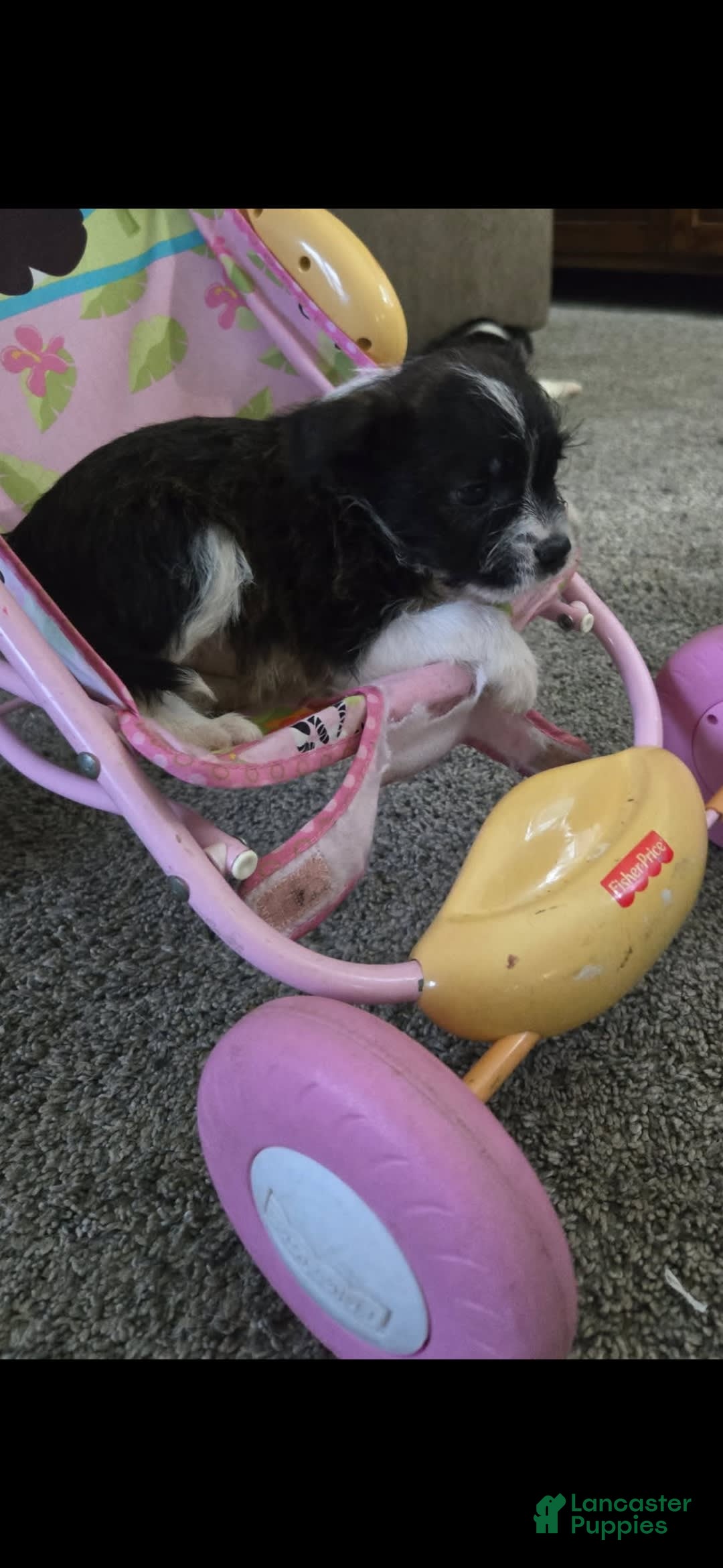 Boston Terrier dogs for sale: Mason - Image 7