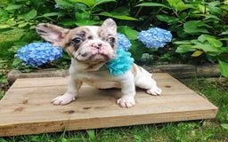 French Bulldog dogs for sale: Athena Akc - Image 22