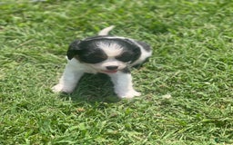Cavalier King Charles Spaniel dogs for sale: Puppy28 - Image 3
