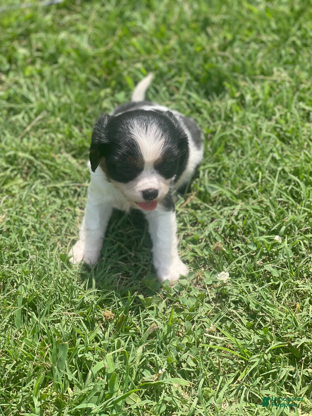 Cavalier King Charles Spaniel dogs for sale: Puppy28 - Image 3