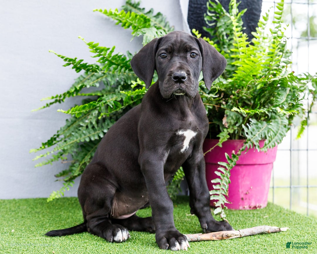 Great Dane dogs for sale: Krista - Image 20