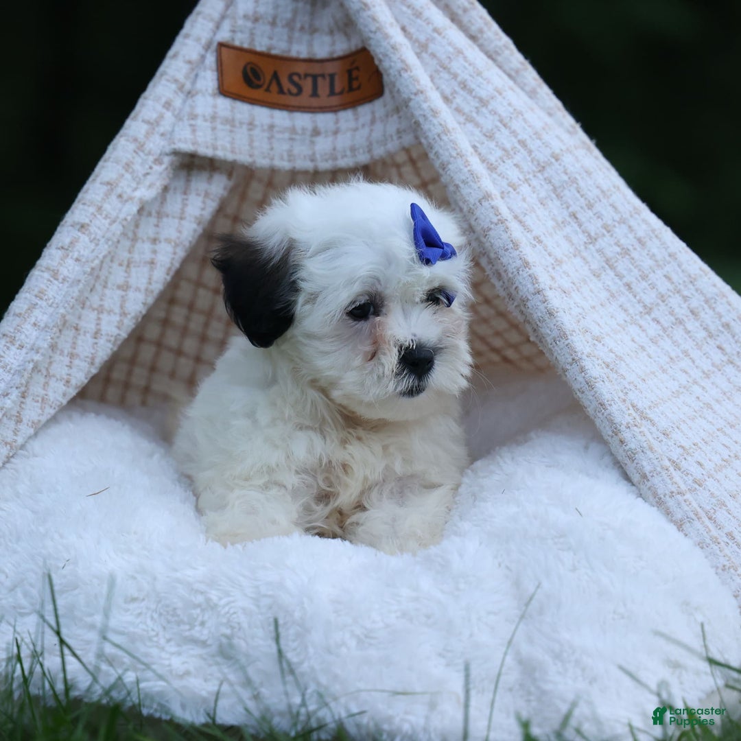 Shihpoo dogs for sale: Captain - Image 4