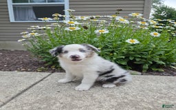 Miniature Australian Shepherd dogs for sale: Cyrus - Image 2