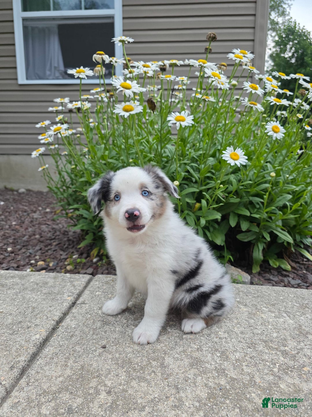 Miniature Australian Shepherd dogs for sale: Cyrus - Image 2