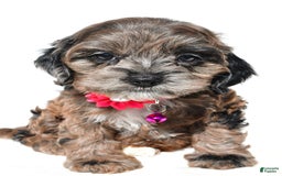 Cockapoo dogs for sale: Stalle - Image 1
