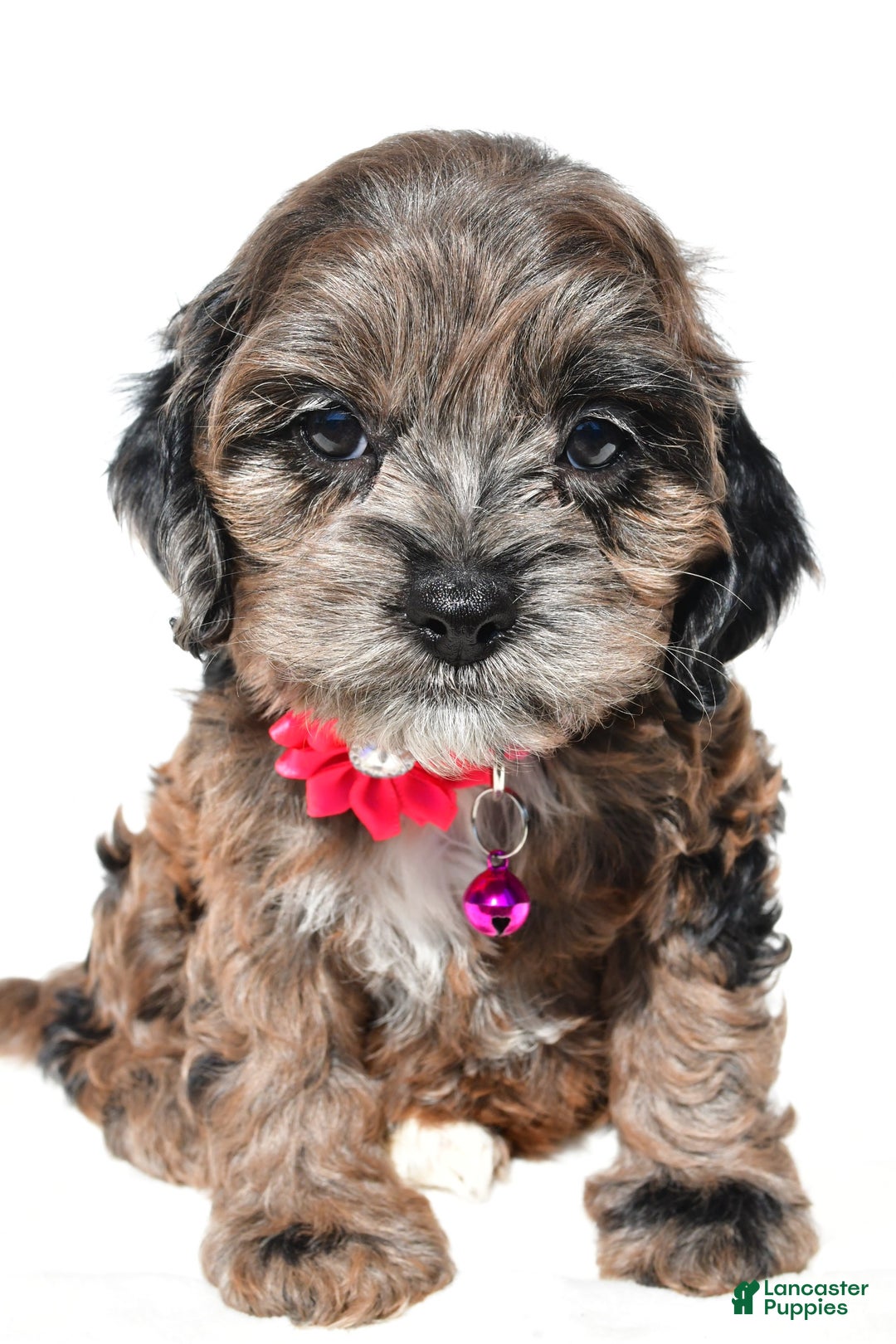 Cockapoo dogs for sale: Stalle - Image 1
