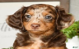 Miniature Dachshund dogs for sale: Anton - Image 9
