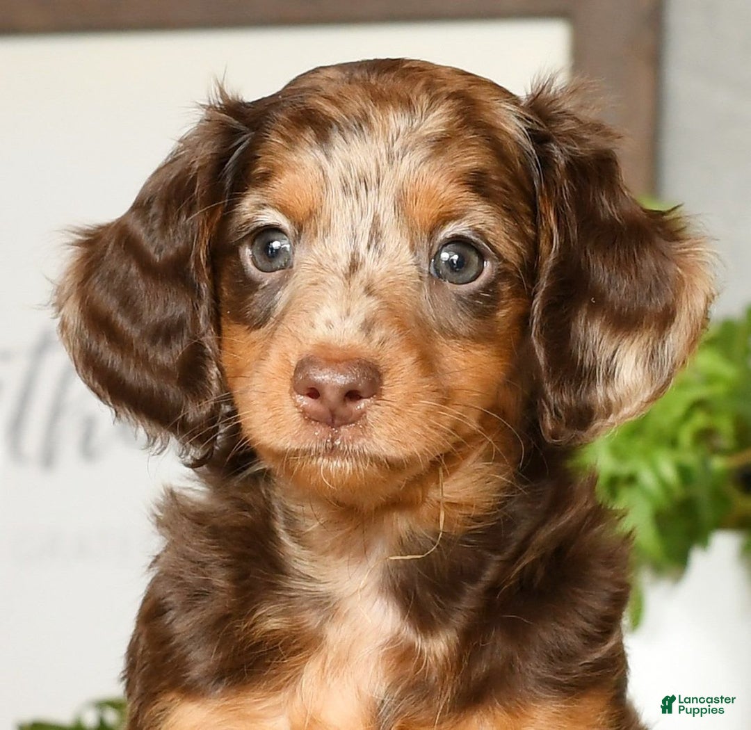 Miniature Dachshund dogs for sale: Anton - Image 9