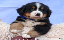 Bernese Mountain Dog dogs for sale: Seth - Image 11