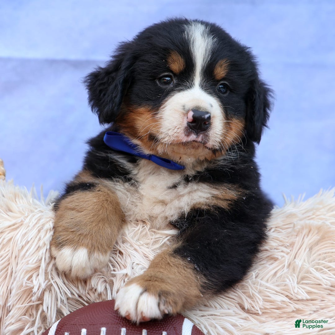 Bernese Mountain Dog dogs for sale: Seth - Image 11