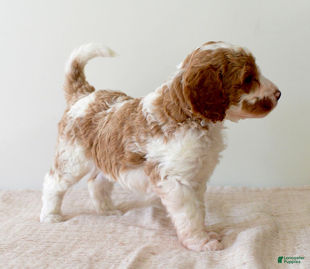 Mini Goldendoodle dogs for sale: Dixie - Image 8