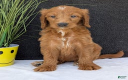 Goldendoodle dogs for sale: Kailey - Image 15