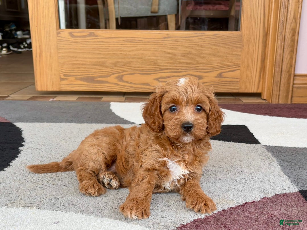 Cavapoo dogs for sale: Cutie - Image 6