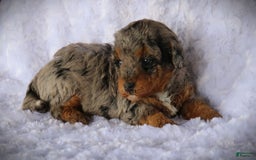 Miniature Poodle dogs for sale: Dirk - Image 3