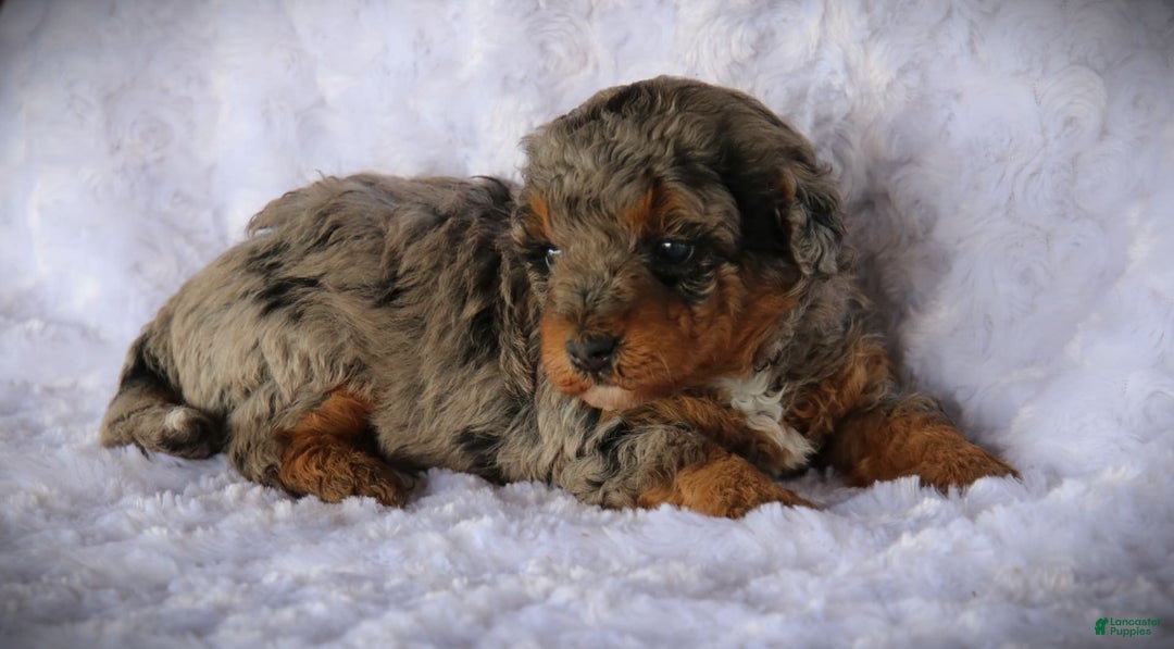 Miniature Poodle dogs for sale: Dirk - Image 3