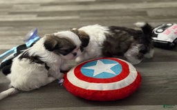Shih Tzu dogs for sale: Prince - Image 2