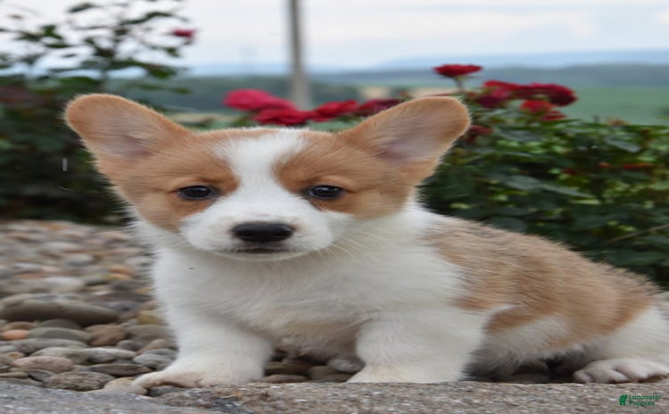 Welsh Corgi Pembroke dogs for sale - Ad 2