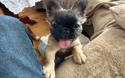 French Bulldog dogs for sale: Brooklyn - Image 8
