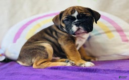 English Bulldog dogs for sale: Lance - Image 3