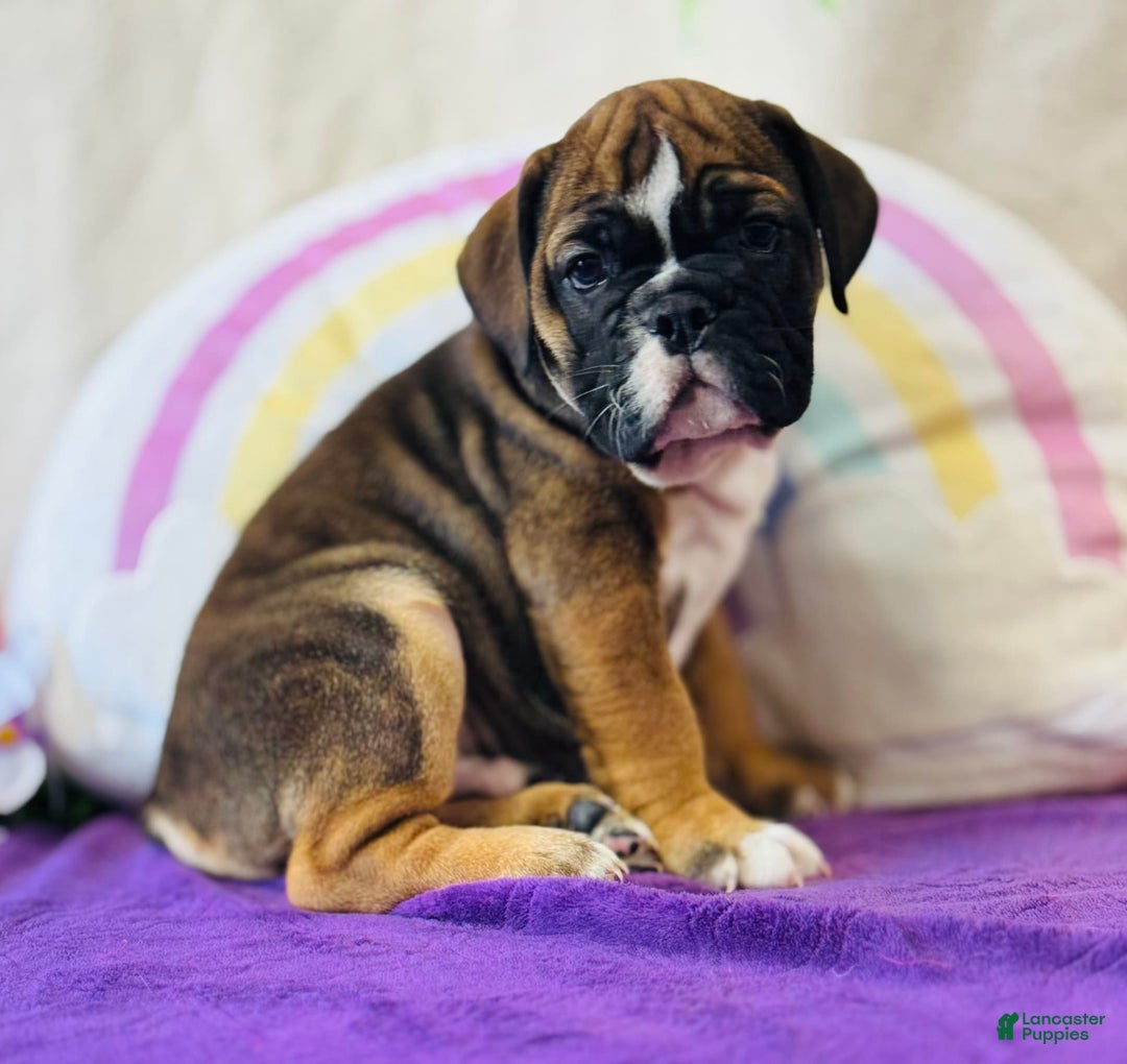 English Bulldog dogs for sale: Lance - Image 3