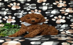 Toy Poodle dogs for sale: Duncan - Image 4