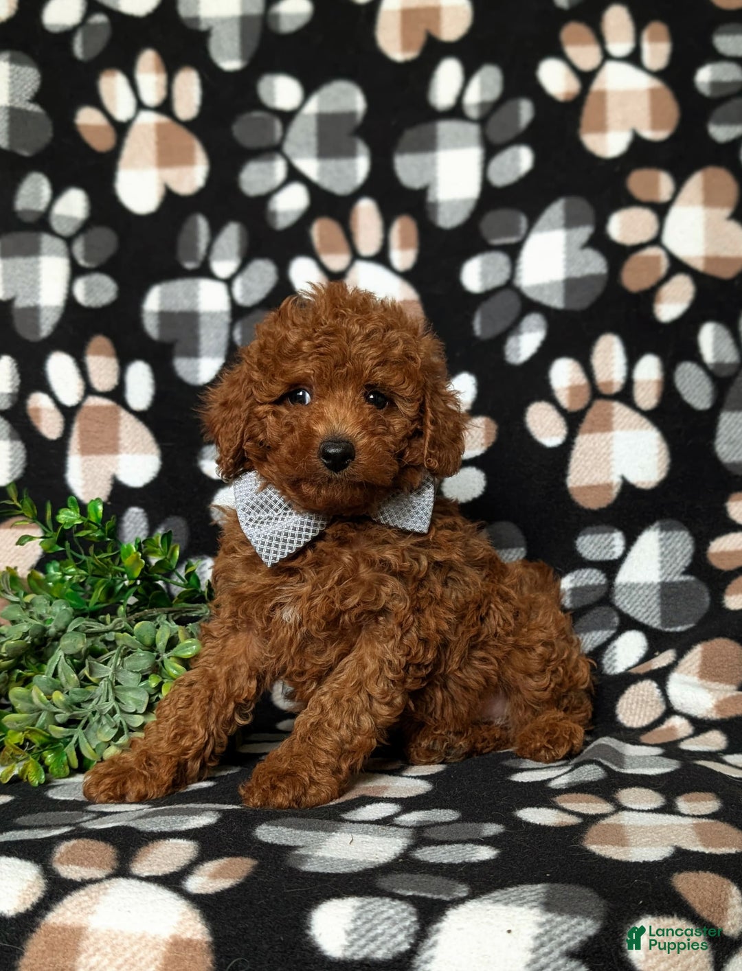 Toy Poodle dogs for sale: Duncan - Image 4