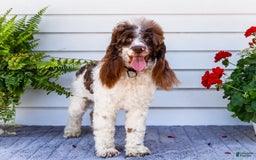 Cocker Spaniel dogs for sale: Charles - Image 7