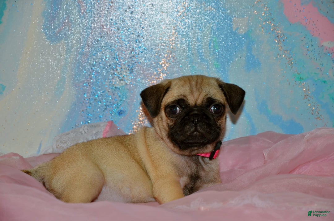 Pug dogs for sale: Pink - Image 1