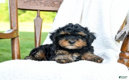 Havapoo dogs for sale: Peanut - Image 3