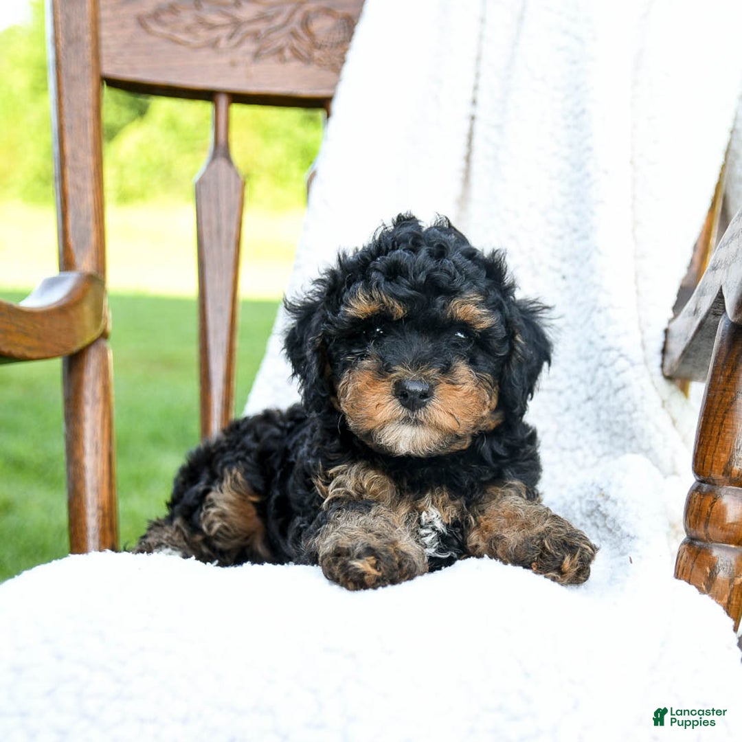 Havapoo dogs for sale: Peanut - Image 3