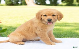 Golden Retriever dogs for sale: Hannah - Image 6