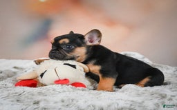 French Bulldog dogs for sale: Max - Image 11