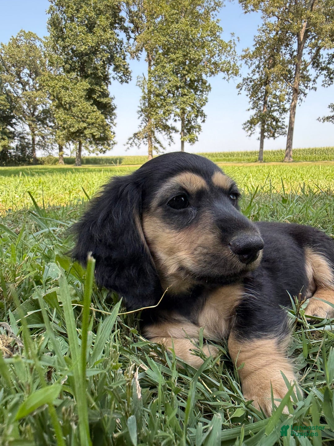 Miniature Dachshund dogs for sale: Ruby - Image 3