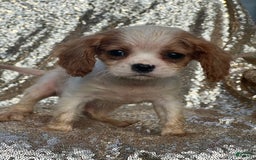 Cavalier King Charles Spaniel dogs for sale: Parker - Image 4
