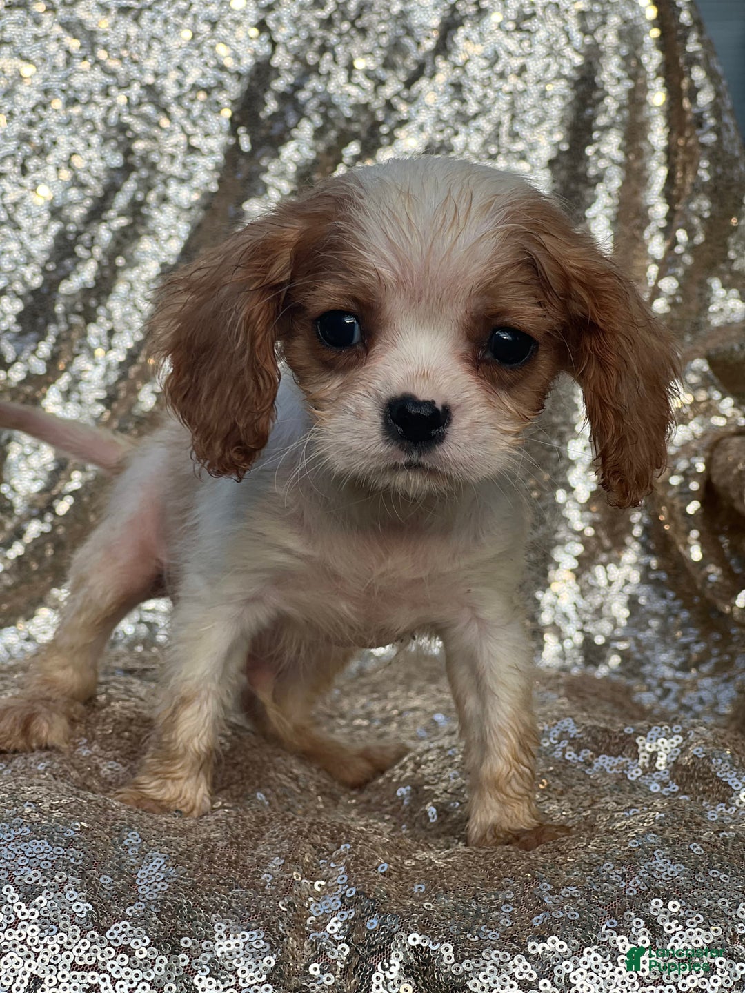 Cavalier King Charles Spaniel dogs for sale: Parker - Image 4